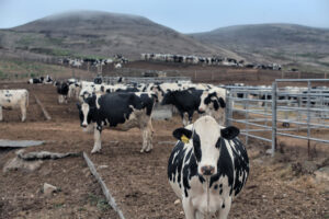 cows-Kehoe-Dairy-Point-Reyes-National-Seashore-4559-CREDIT-Jack-Gescheidt-JackPhoto.com.jpg