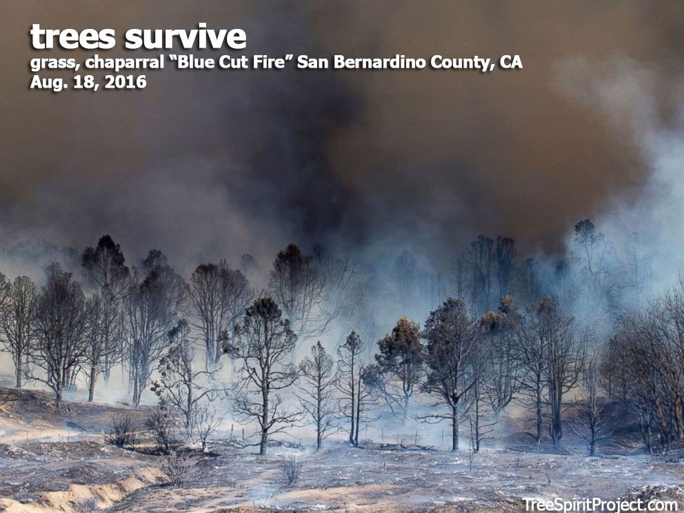 trees-survive-wildfire-Blue-Cut-Fire-San-Bernardino-County-CA-Stop-With-The-Catastrophic-Wildifire-Scare-Tactics.jpg