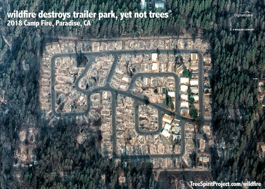 wildfire-Camp-Fire-destroys-trailer-park-destroyed-but-not-trees-Paradise-CA-2018.jpg