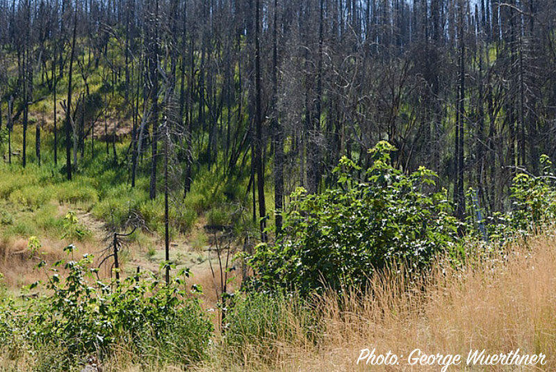wildfire-forest-regeneration-Earth-Island-Journal-PHOTO-George-Wuerthner.jpg