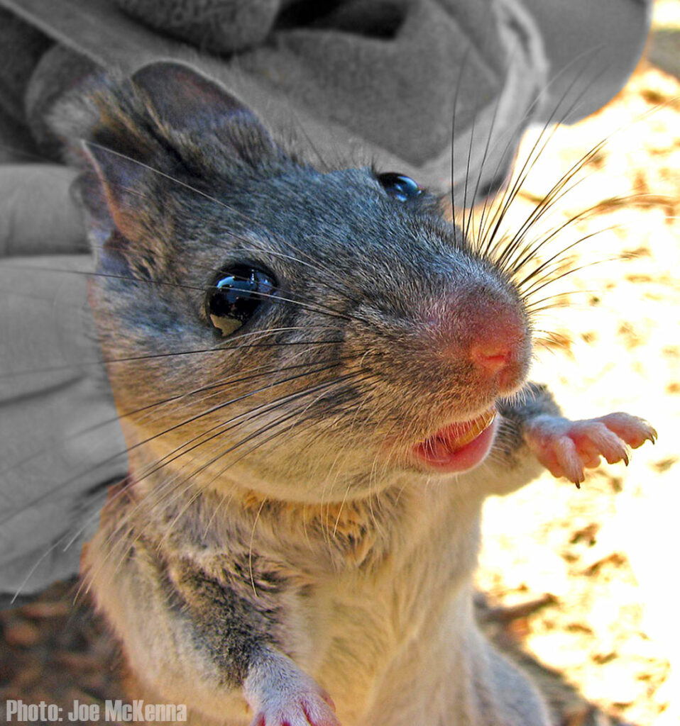 Dusky-footed-woodrat-species-Tomales-Bay-State-Park-deforestation-photo-by-Joe-McKenna-Cabrillo-Natl-Mon-1200p-WEB-v2-desat-crop