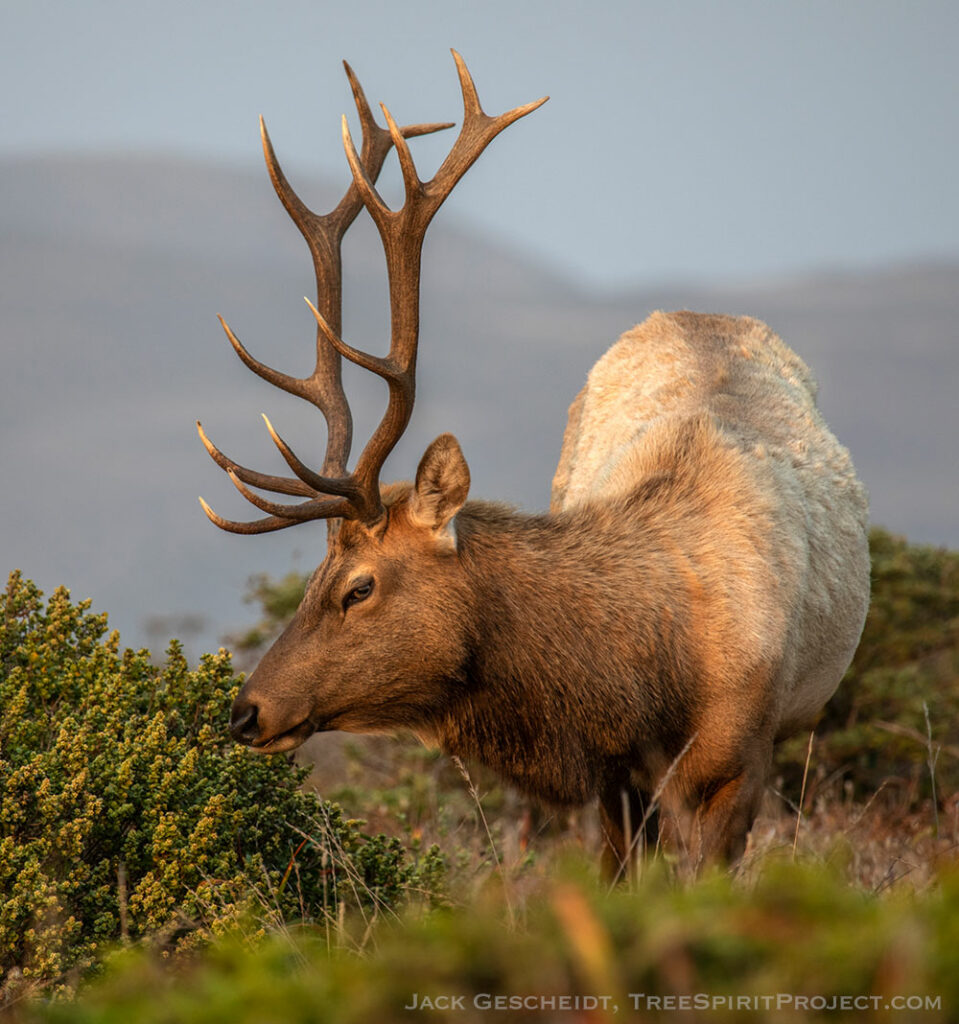 Handsome-Bachelor-Tule-elk-PRNS-1889-CROP-SQUARE-Jack-Gescheidt-TreeSpiritProject.com-1000p-WEB