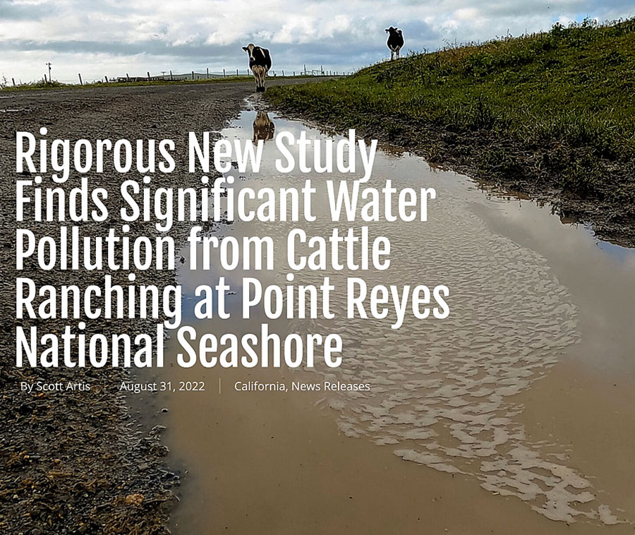 Surface-Water-Study-Finds-Water-Pollution-from-Cattle-Ranching-Point-Reyes-National-Seashore-Scott-Artis-Aug-31-2022.jpg