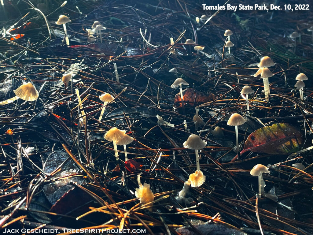 mushrooms-small-backlit-Johnstone-Trail-Tomales-Bay-State-Park-by-Jack-Gescheidt-TreeSpirit-Project.com-12.10.22-7699.jpg