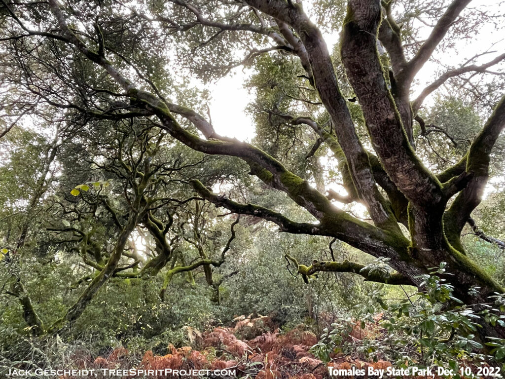 oak-trees-big-Johnstone-Trail-Tomales-Bay-State-Park-Point-Reyes-Marin-County-California-Jack-Gescheidt-TreeSpirit-Project-12.10.22-7723-1400p-WEB