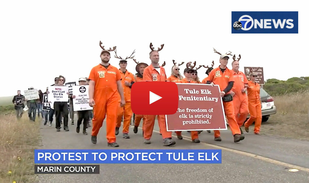 ABC-7-TV-News-Point-Reyes-National-Seashore-Tule-Elk-Prisoners-demonstration-July-3-2021-by-Dan-Noyes-Tule-Elk-Reserve-Jack-Gescheidt-protest.jpg