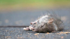 MOUSE-DEAD-on-Lord-Howe-Island-Australia-alleged-invasive-species-BY-John-Shick-ABC-News-1600pixel.jpg