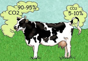 cow-methane-gas-atmosphere-global-warming-heating-climate-crisis-climate-change-90%-BURPS-vs-FARTS-10%
