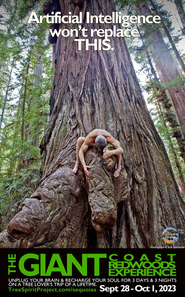 2023-TreeSpirit-Project-Giant-Coast-Redwoods-Experience-trip-Sept-Oct-2023.jpg
