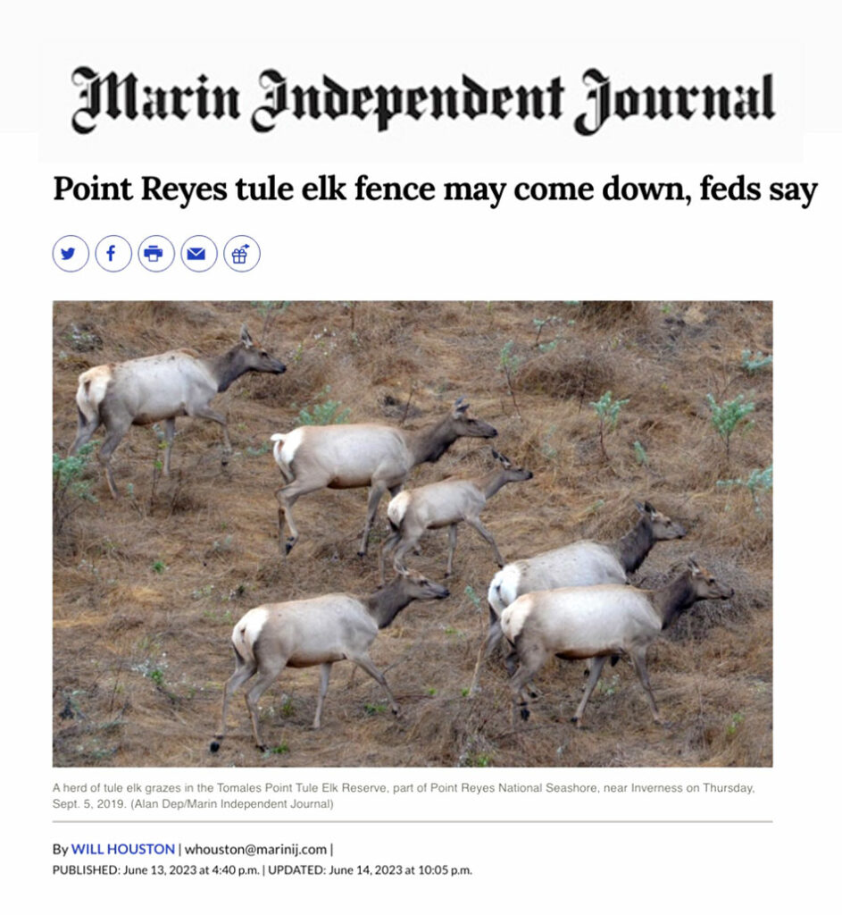 Marin-Independent-Journal-Point-Reyes-National-Seashore-Tule-Elk-Reserve-fence-may-come-down-National-Park-Service-Will-Houston-June-13-2023.jpg