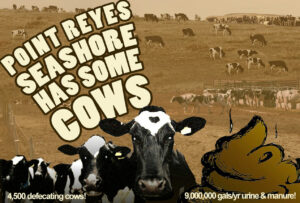 PRNS-Has-Some-Cows-GRAPHIC-for-Point-Reyes-National-Seashore-Has-Some-Cows-SONG-Jack-Gescheidt-Charity-Kahn-June-2023-v2-1200p.jpg