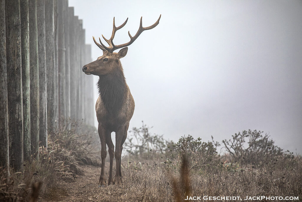 Tule-elk-bull-fenceline-PRNS-Point-Reyes-National-Seashore-by-Jack-Gescheidt-TreeSpirit-Project.com-1977-1200p.jpg