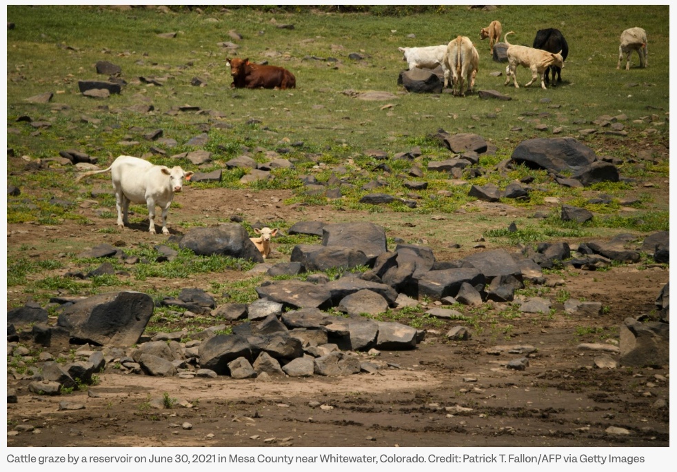 Bureau-of-Land-Management-Lets-1.5-Million-Cattle-Graze-on-Federal-Land-for-Almost-Nothing-but-Cost-to-Climate-High-Inside-Climate-News-by-Georgina-Gustin-July-25-2022-photo-credit-Patrick-T-Fallon-Getty-Images-screensnap.jpg