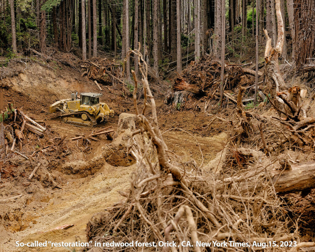 redwood-deforestation-logging-restoration-Orick-CA-NY-Times-8.15.23-1400p-W-CAPTION