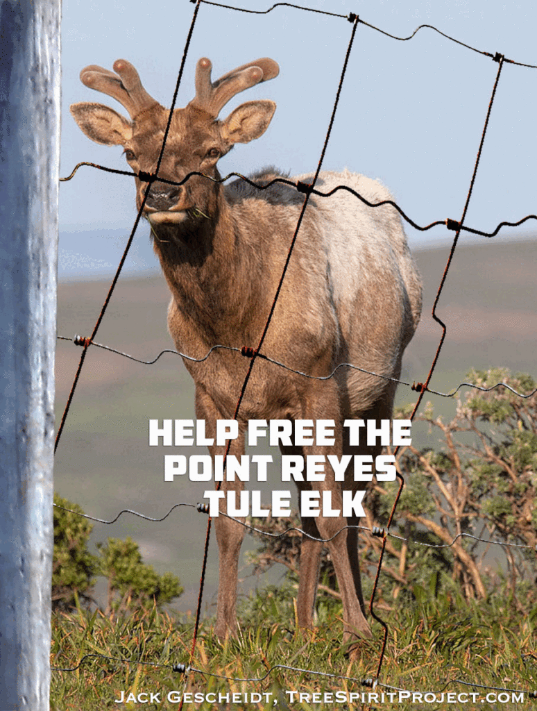 Point-Reyes-National-Seashore-Tule-elk-fence-removal-National-Park-Service-public-comment-period-TreeSpirit-Project.com-animated-gif