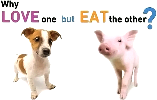 Why-love-one-but-eat-the-other-puppy-pig-NO-BG
