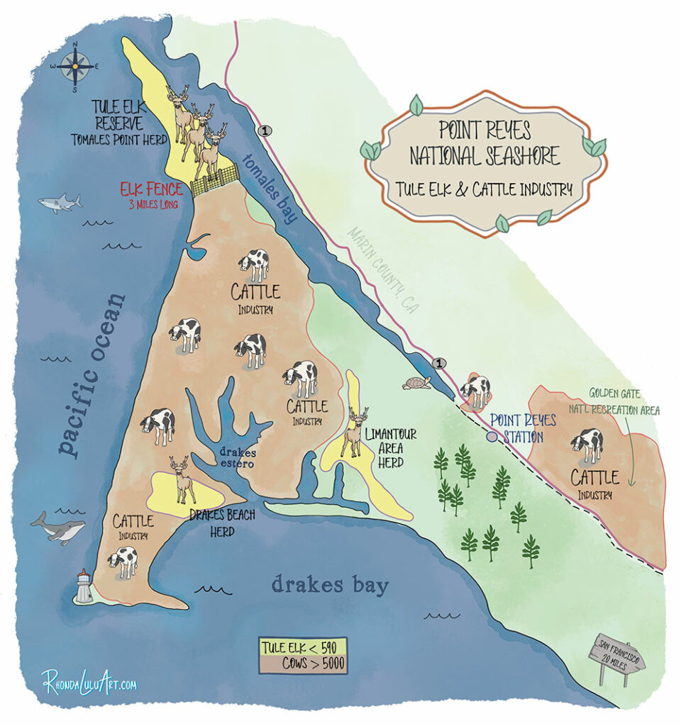 Rhonda-Lulu-Art-Point-Reyes-National-Seashore-Tule-Elk-Reserve-and-cattle-cows-ranches-MAP.jpg