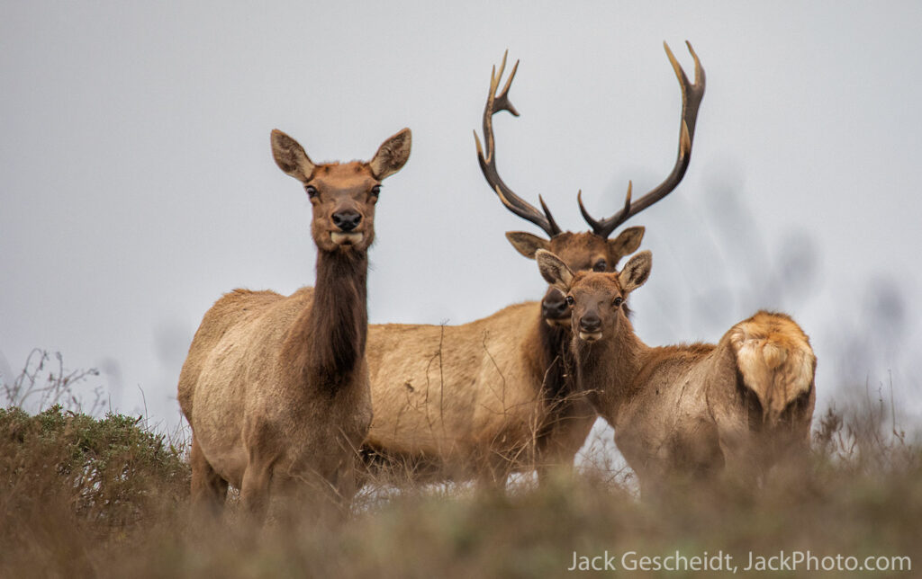 Tule elk family Point Reyes National Seashore Tule Elk Reserve 2023