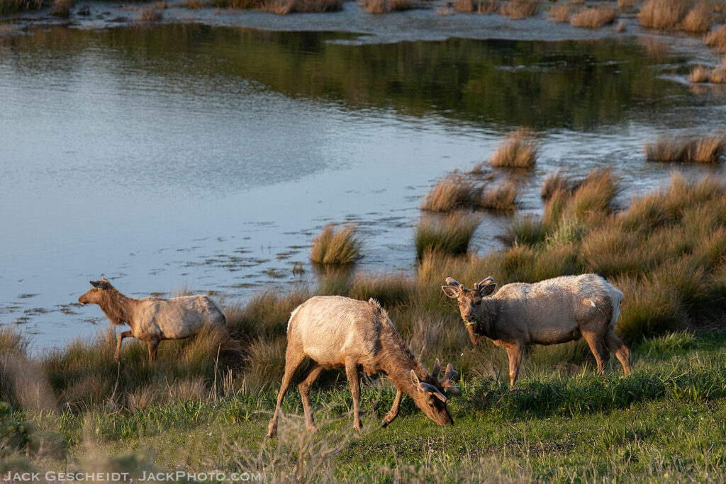 young-velvet-Tule-elk-NP2-Tule-Elk-Reserve-Point-Reyes-National-Seashore-7101-Jack-Gescheidt-JackPhoto.com-1500p.jpg