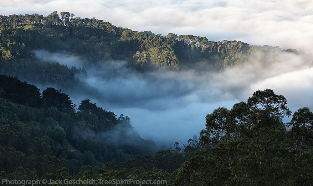 eucalyptus-trees-cloud-forest-Berkeley-fog-San-Francisco-Bay-Area-East_Bay_8433_rev_nk_1000p-photo-by-Jack-Gescheidt-TreeSpirit-Project.com.jpg