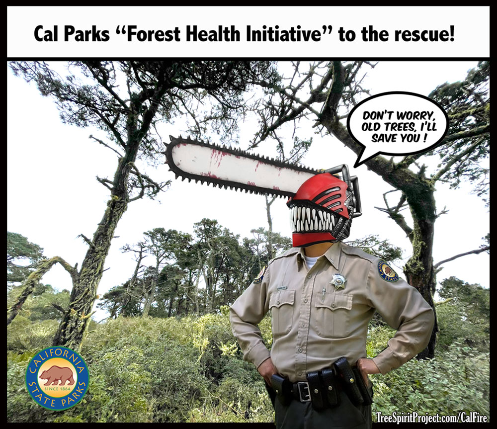 Chainsaw-Ranger-California-State-Parks-Dept-Tomales-Bay-State-Park-deforestation-Forest-Health-Iniitiative-v3-TreeSpirit-Project-1200p.jpg