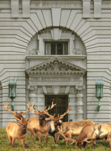 Tule-Elk-of-Point-Reyes-National-Seashore-Reserve-at-San-Francisco-United-State-Courthouse-Appellate-Court-National-Park-Service-4.1.24_3709.jpg