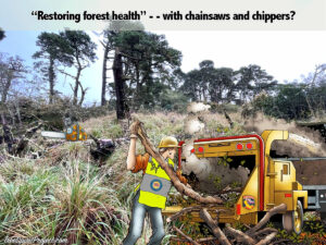 restore-forest-with-chainsaws-chippers-masticating-machines-herbicides-Tomales-Bay-State-Park-v2-1200p.jpg