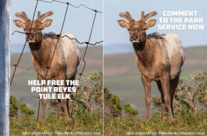 FENCE-Free-The-Tule-Elk-at-Point-Reyes-National-Seashore-Tomales-Point-Tule-Elk-Reserve-Comment-Now-side-by-side.jpg