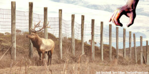 bull-Tule-elk-Reserve-fence-Point-Reyes-National-Seashore-Tule-Elk-Reserve-by-Jack-Gescheidt-TreeSpirit-Project-JackPhoto.com-2057-ADD-HAND.jpg