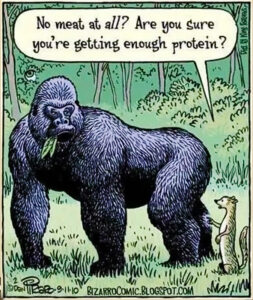 Piraro-Bizarro-protein-cartoon-gorilla.jpg