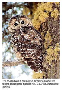 Northern-Spotted-Owl-Threatened-ESA-photo-U.S.-Fish-and-Wildlife-Service-400p-WEB