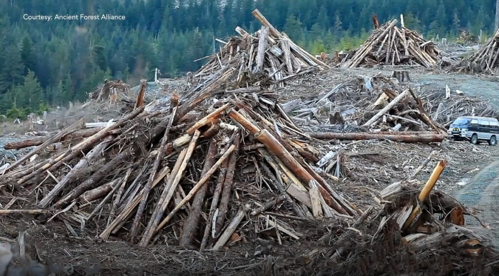 forest-destroyed-piles-wood-pellet-biomass-industry-by-Ancient-Forest-Alliance.jpg