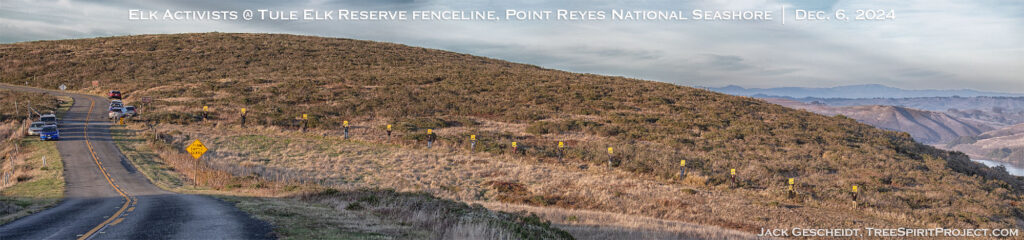 Elk-Activists-Not-Fenceposts-12.6.24-Tule-Elk-Reserve-PRNS-CREDIT-Jack-Gescheidt-TreeSpiritProject.com-TITLED-2000pixel.jpg