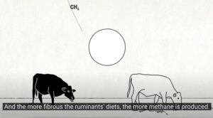 Grazed-and-Confused-grass-fed-cows-cattle-more-fiber-more-methane-ILLUSTRATION.jpg