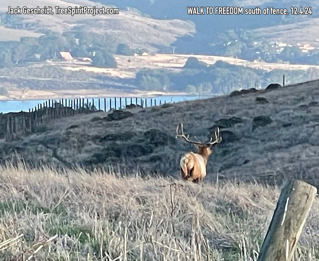 Tule-Elk-FREEDOM-WALK-Point-Reyes-National-Seashore-Tule-Elk-Reserve-12.4.24-PHOTO-Jack-Gescheidt-TreeSpiritProject.com-1200p-5910-1200p.jpg