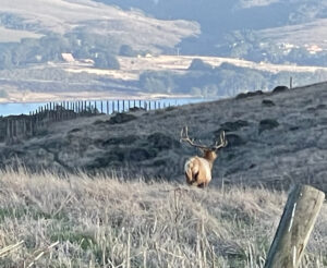 Tule-Elk-tastes-freedom-12.4.24-PHOTO-Jack-Gescheidt-TreeSpiritProject.com-1200p-IMG_5910