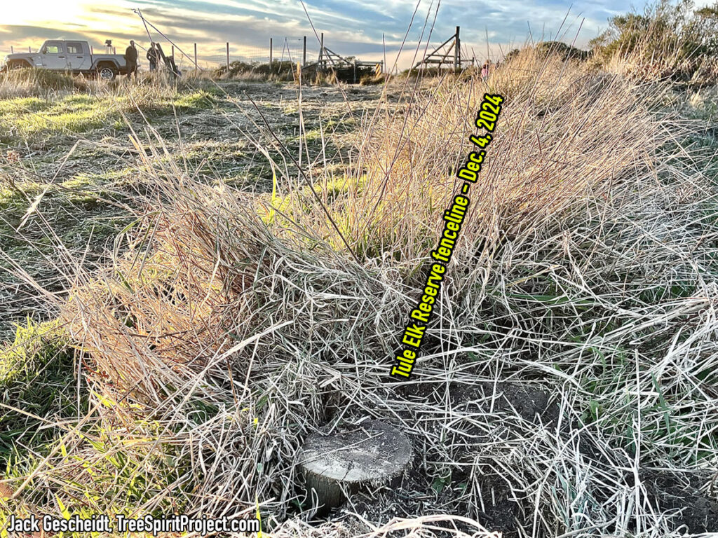 Tule-Elk-Reserve-Tomales-Point-Reyes-National-Seashore-fencepost-cut-FG-Elk-Reserve-12.4.24-Jack-Gescheidt-5922-captioned-1200p.jpg