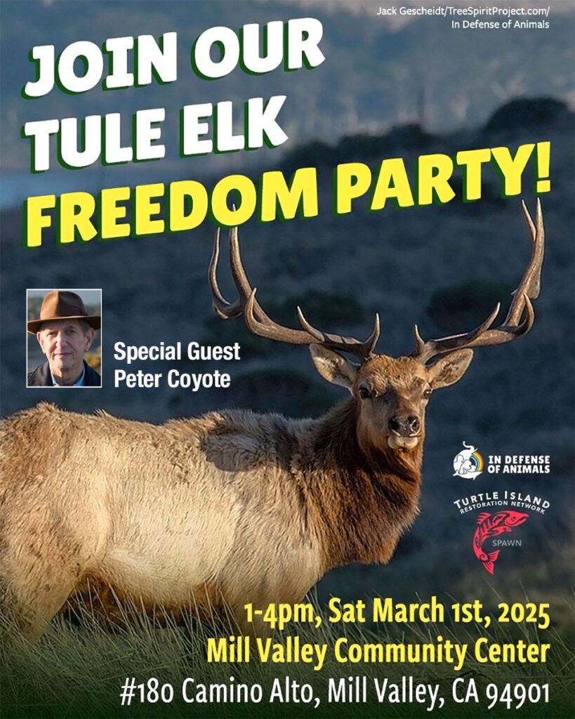 JOIN-OUR-Point-Reyes-National-Seashore-TULE-ELK-fence-down-dairy-beef-cows-cattle-out-FREEDOM-Celebration-PARTY-IDA-TIRN-March-1-2025-w-Peter-Coyote-Jack-Gescheidt-Ken-Bouley-v3.jpg