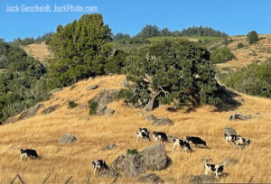 free-range-Marin-County-cows-hillside-summer-grass-blue-sky-Nicasiio-July-2023-1214-1400p-WEB