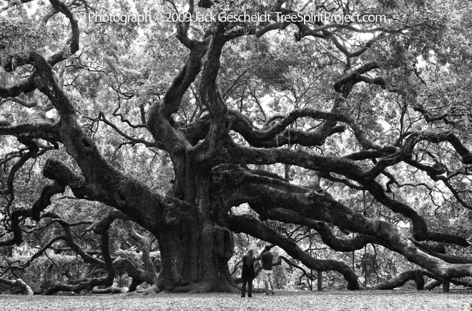 Join the next TreeSpirit photo event in May: save a forest and The Angel Oak Tree