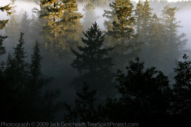 San Geron trees fog