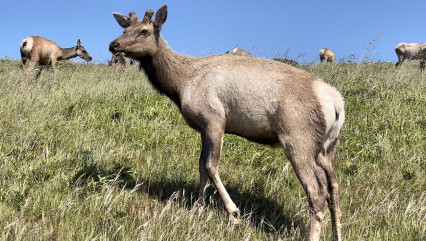 tule-elk-young-bull-first-year-Tule-Elk-Reserve-Point-Reyes-National-Seashore-May-4-2025