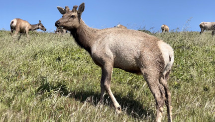 tule-elk-young-bull-first-year-Tule-Elk-Reserve-Point-Reyes-National-Seashore-May-4-2025