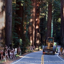 Here Before The Prophets – Richardson Grove State Park, CA
