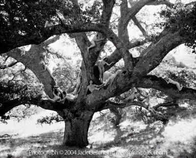 Ancient Oak Journey