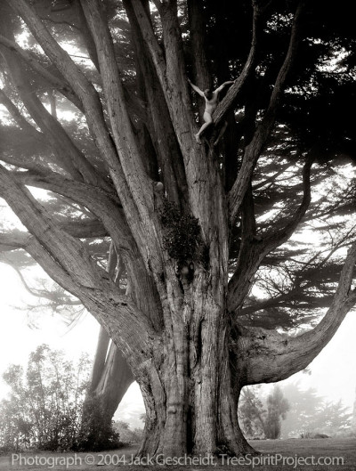 High On Cypress