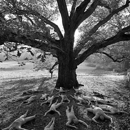 Beloved Oak
