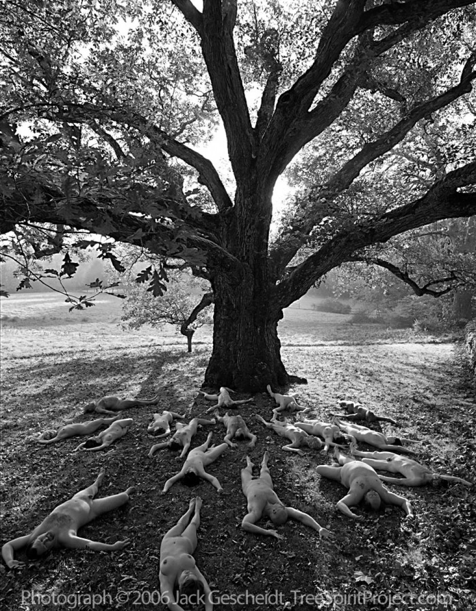 Beloved Oak