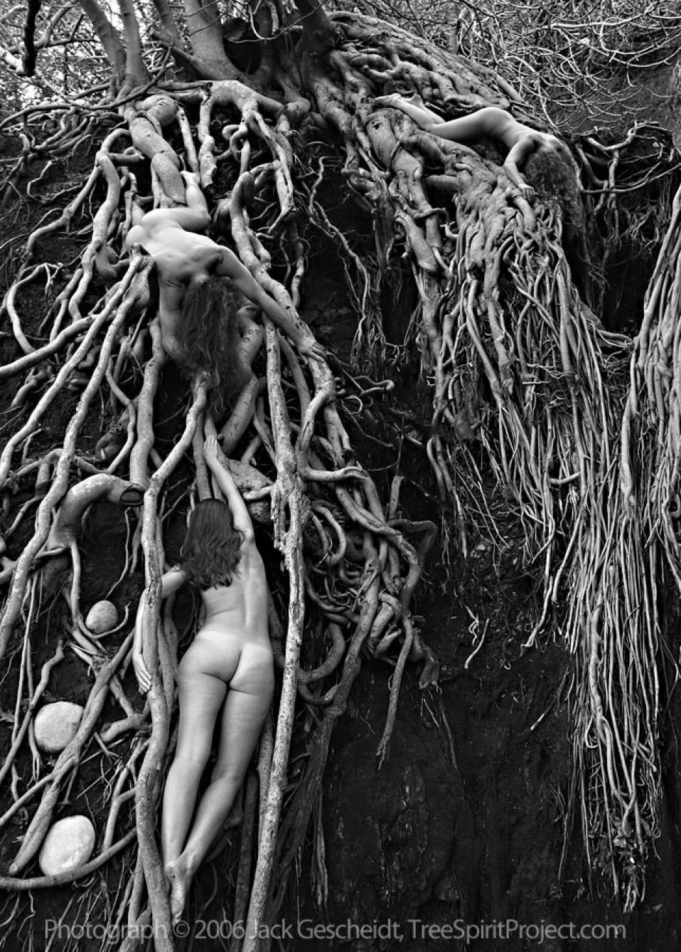 Fig Roots