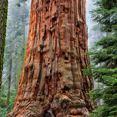 Sequoia Adoration